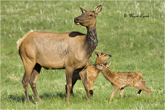 Mother Elk & Calves 101 by Dr. Wayne Lynch &copy;